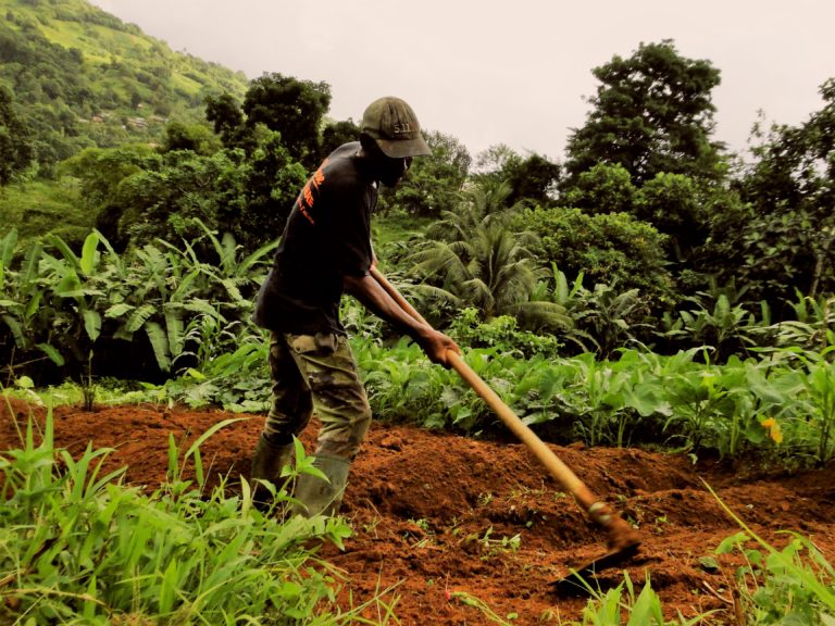 Illustration des exploitations agricoles de Sainte-Marie 4