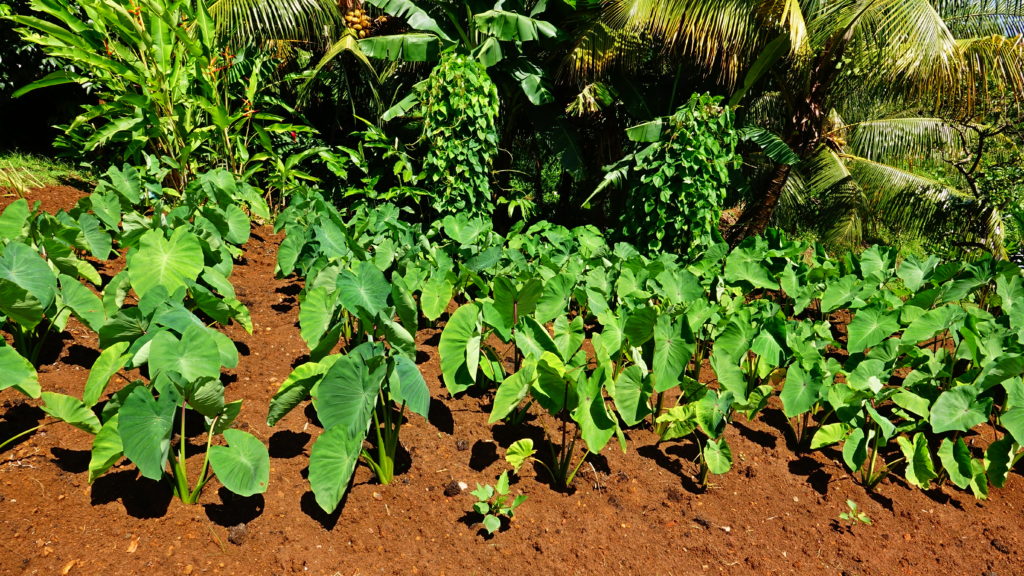 Illustration des exploitations agricoles de Sainte-Marie 1